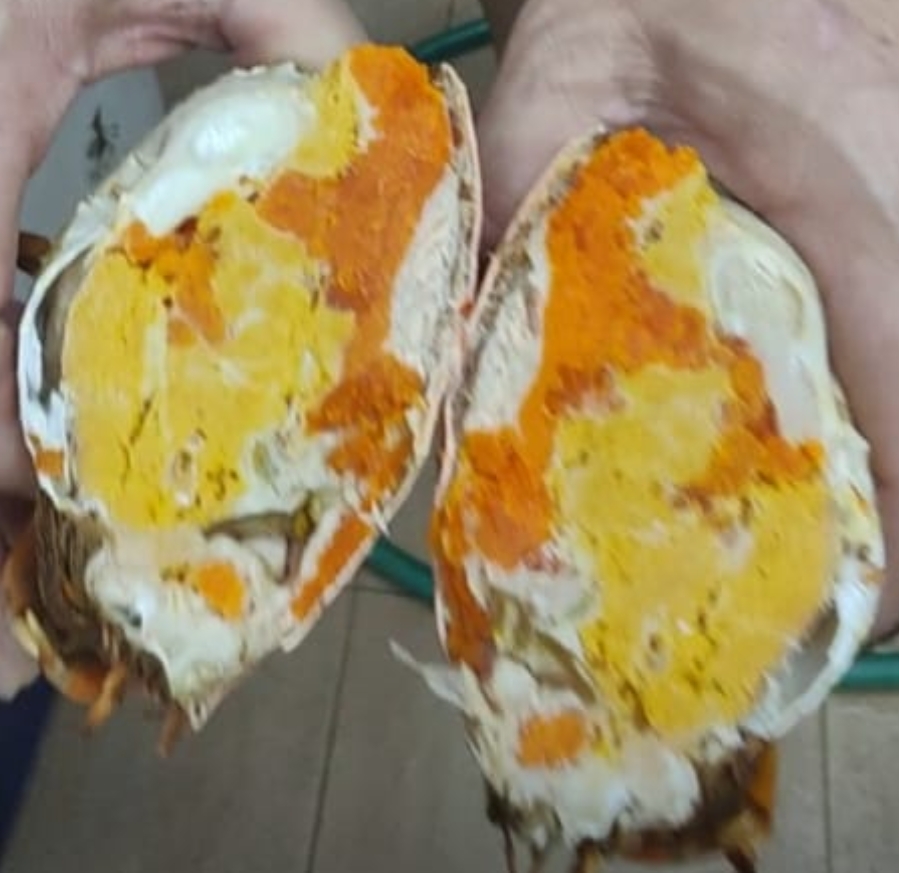 Yellow Roe Crab vs Red Roe Crab: What Is the Difference?